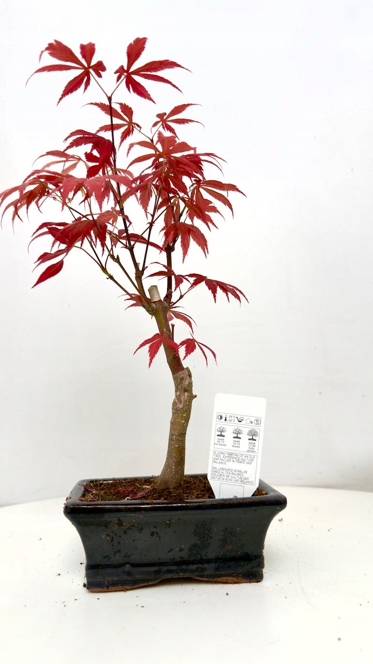 Klon czerwony Bonsai czarna doniczka