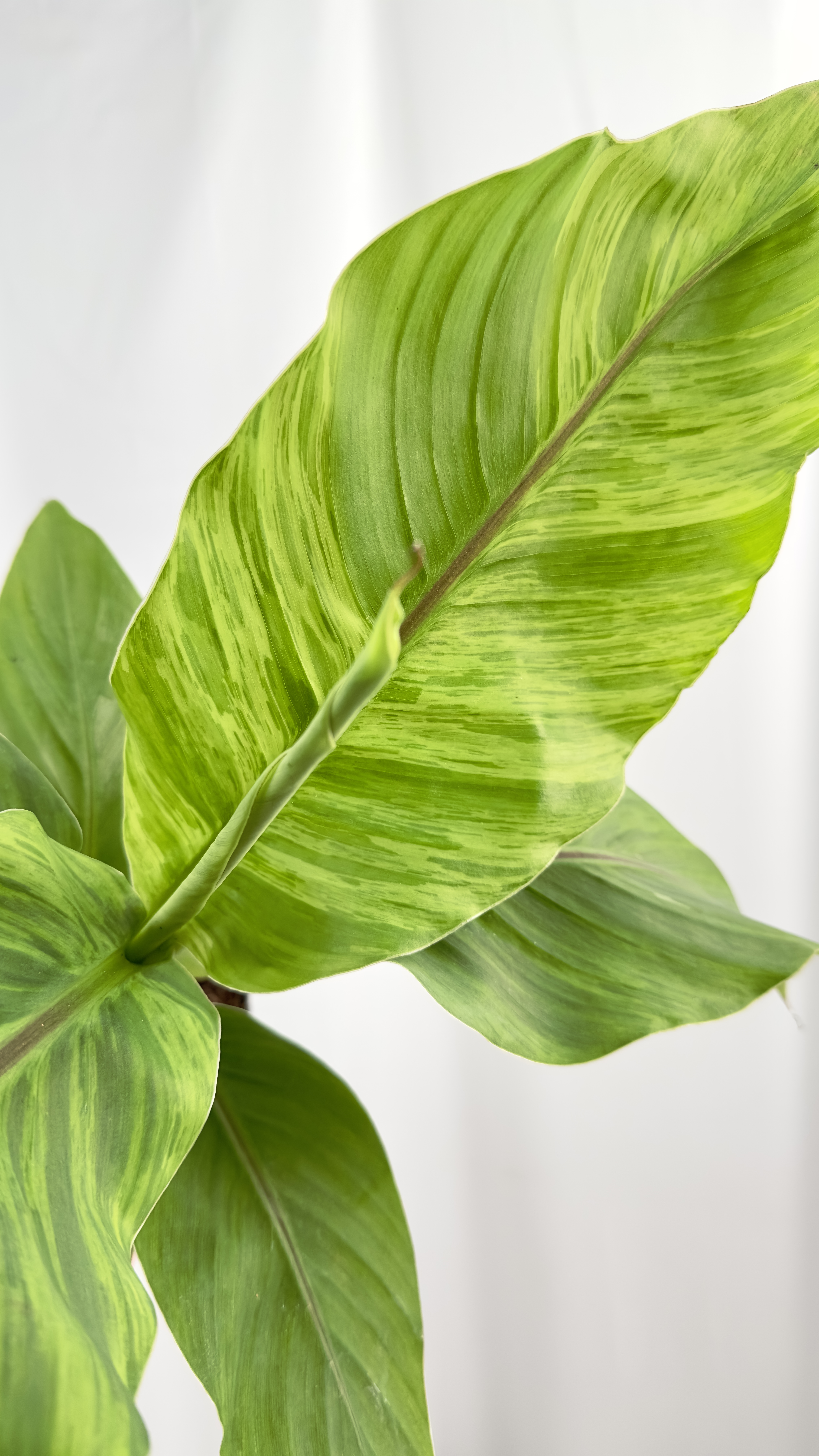 Musa basjo variegata