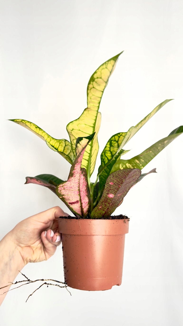 Codiaeum Variegatum Wilma 12/30 cm