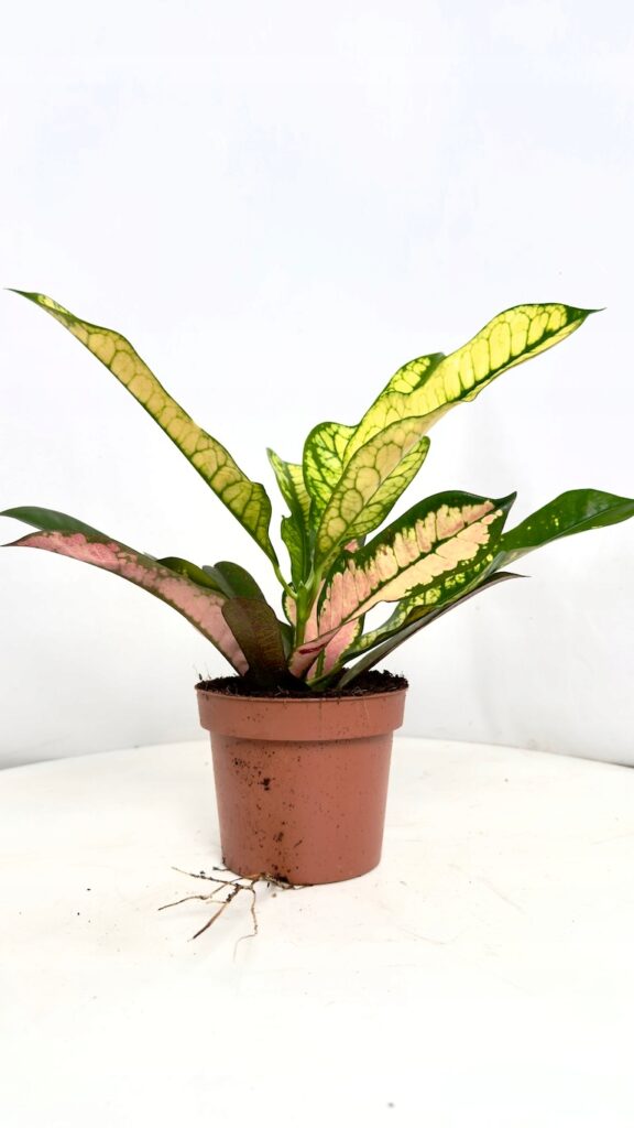 Codiaeum Variegatum Wilma kroton roślina doniczkowa o kolorowych liściach