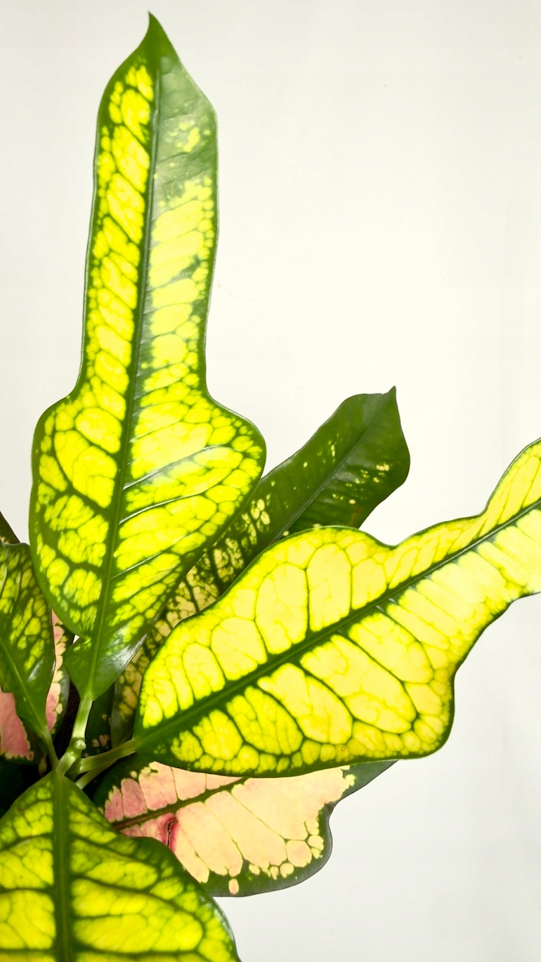 Codiaeum Variegatum Wilma 12/30 cm