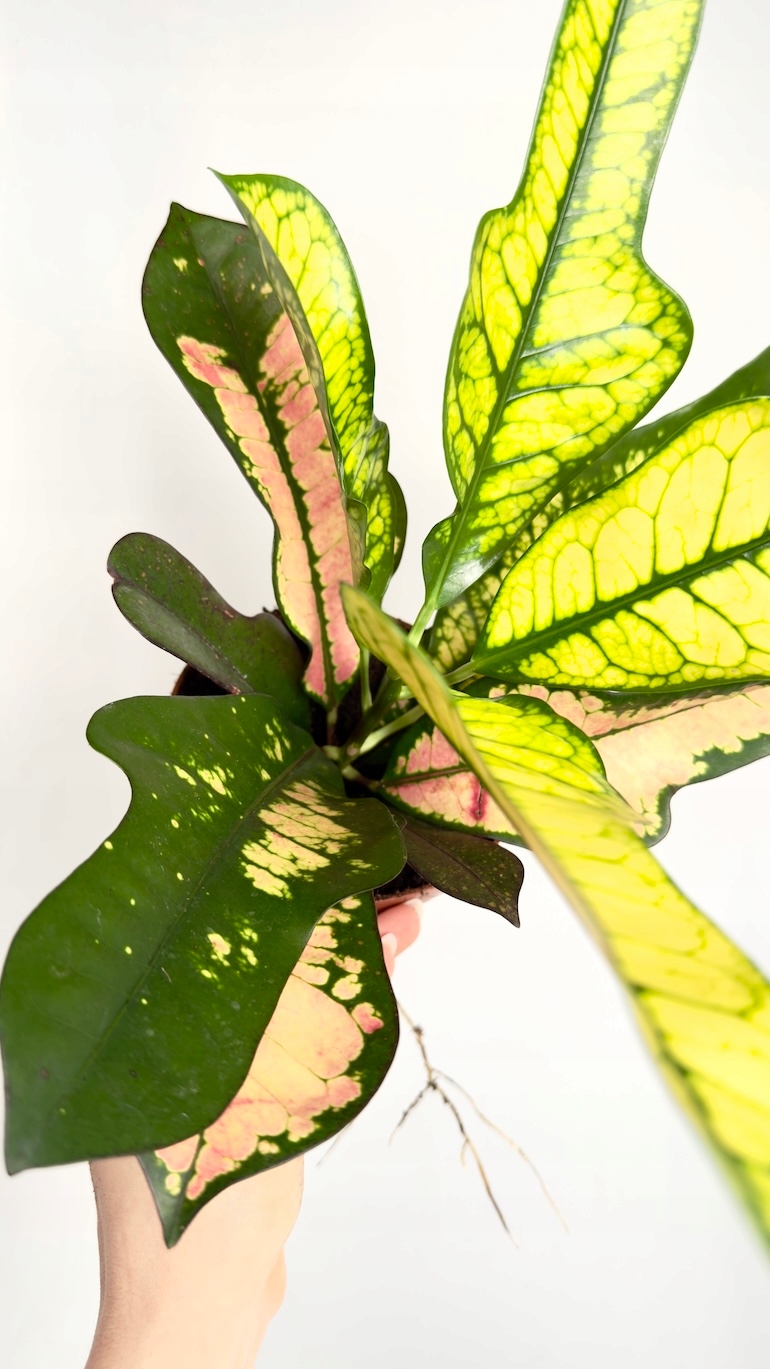 Codiaeum Variegatum Wilma 12/30 cm