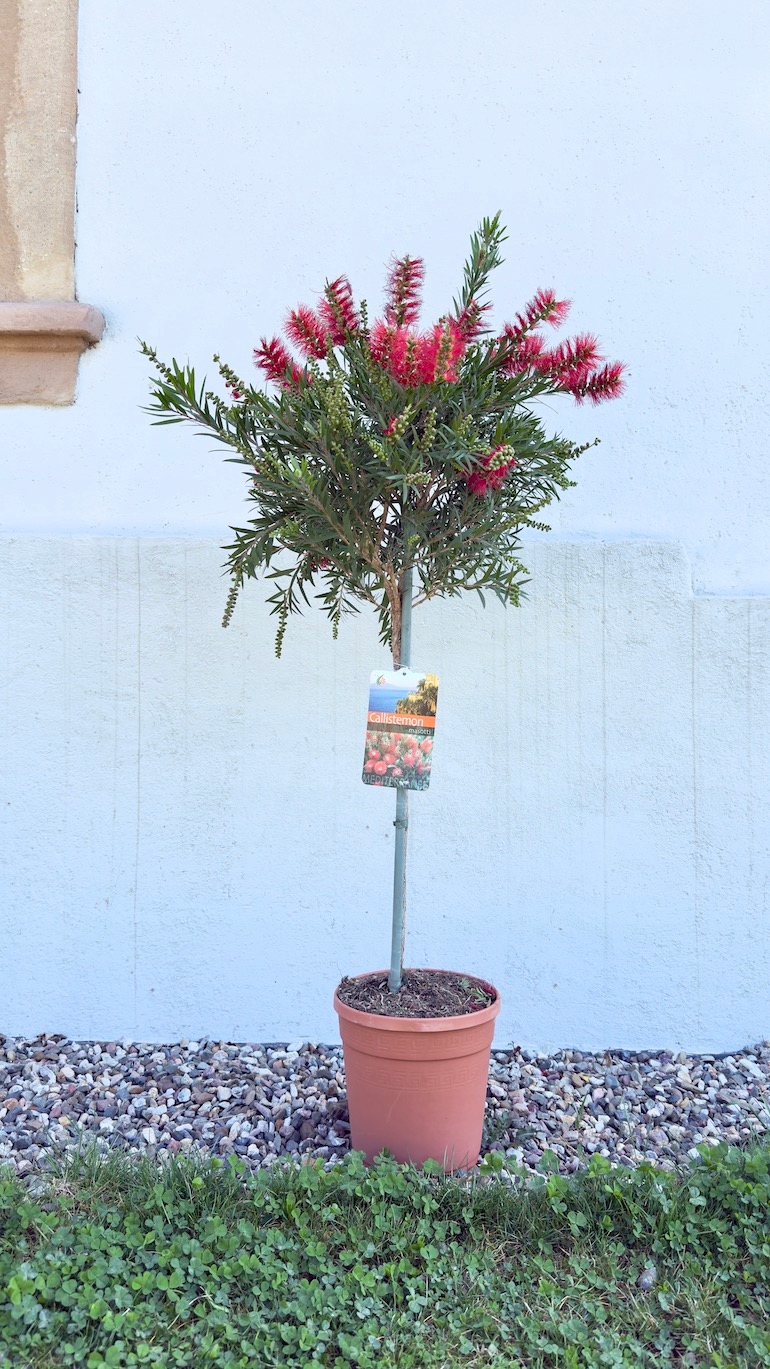 Kuflik Cytrynowy na nodze