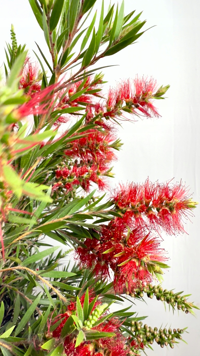 Kuflik Cytrynowy na nodze