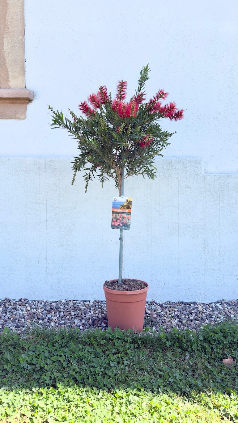 Kuflik Cytrynowy na nodze