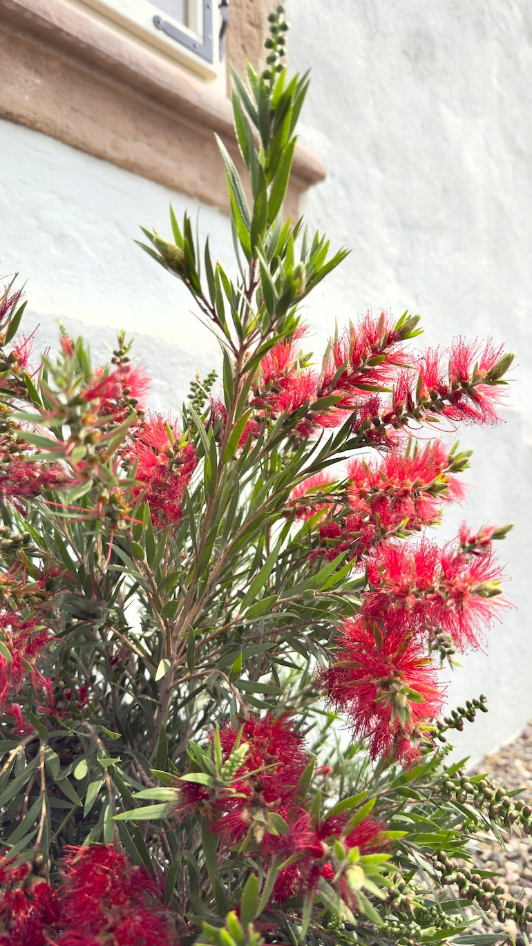 Kuflik Cytrynowy na nodze