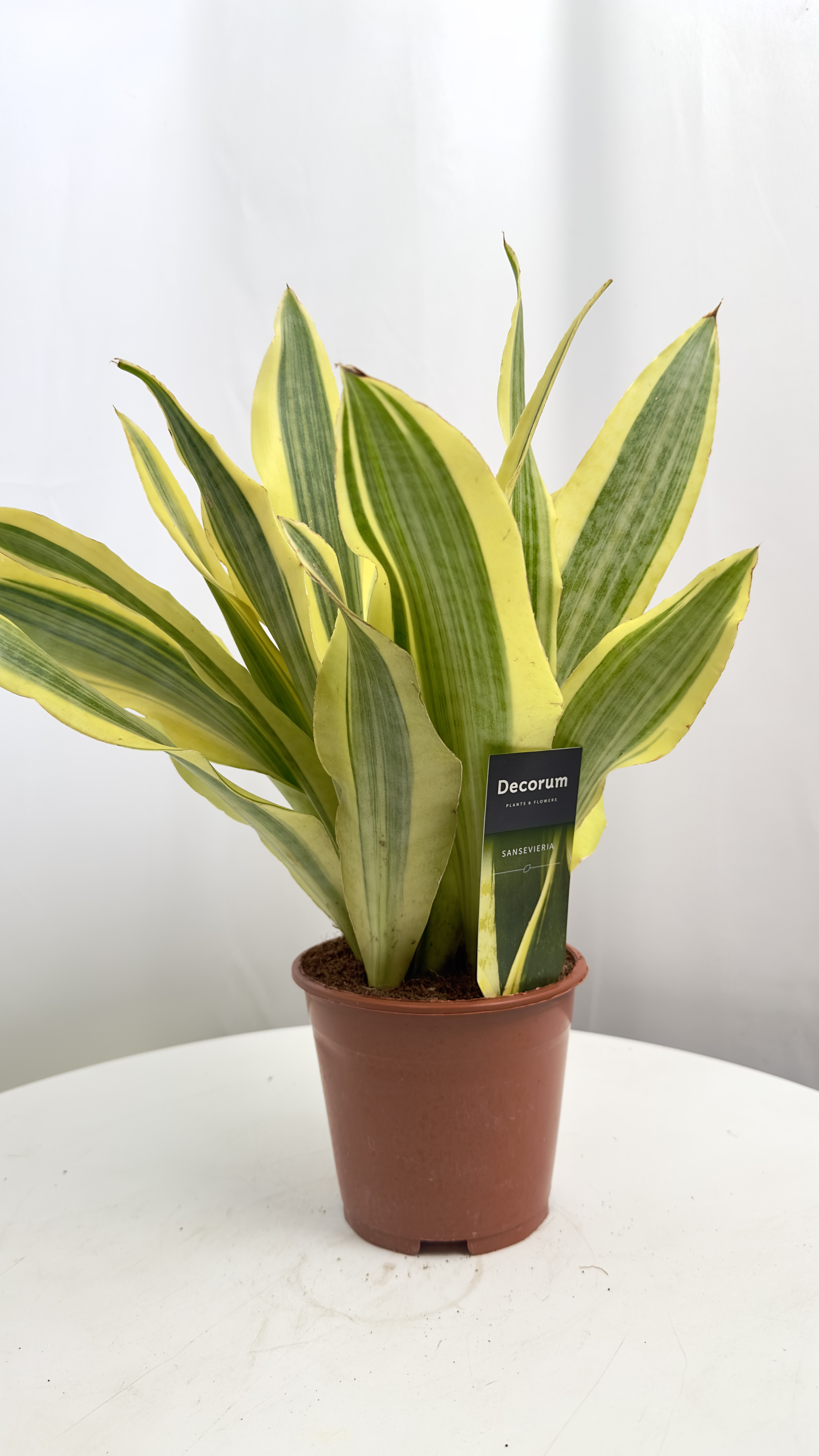 Sansevieria Aubrytiana Yellow