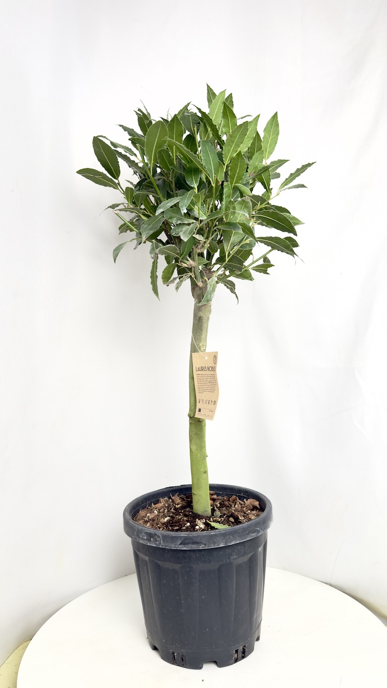 Laurus nobilis drzewko 25/80 cm