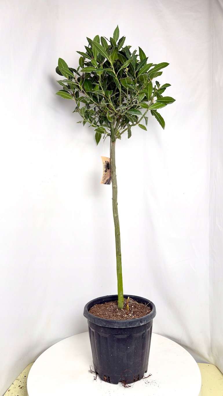 Laurus nobilis drzewko 25/110 cm