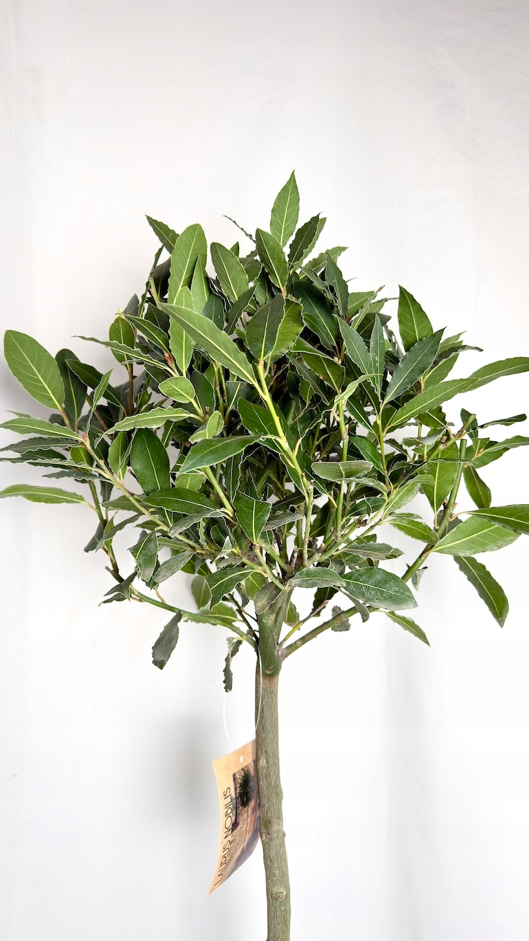Laurus nobilis drzewko 25/110 cm