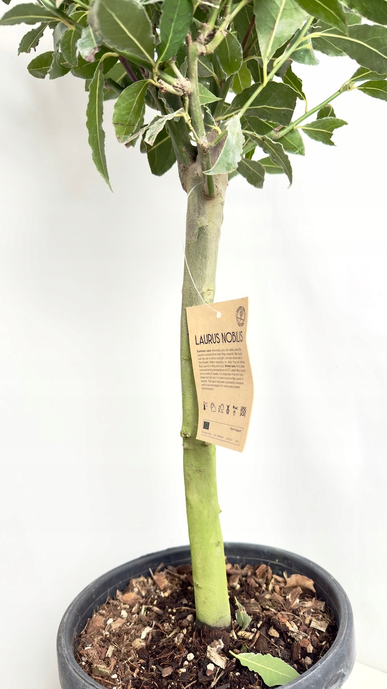 Laurus nobilis drzewko 25/80 cm