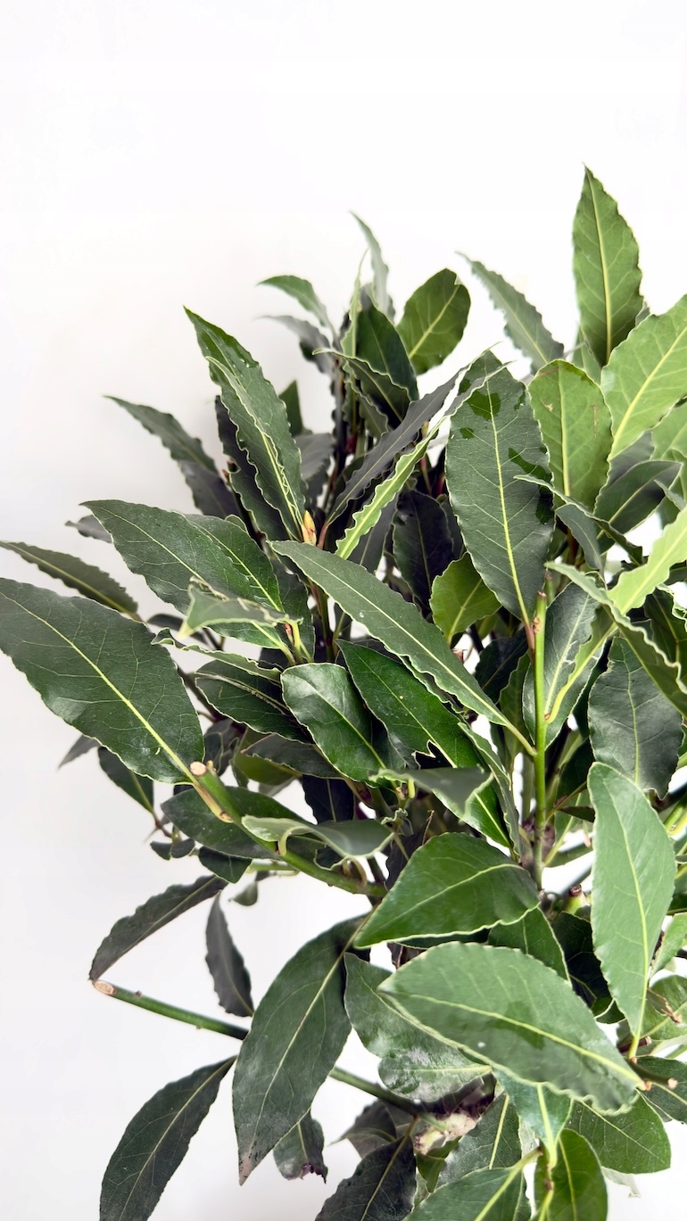 Laurus nobilis drzewko 25/80 cm
