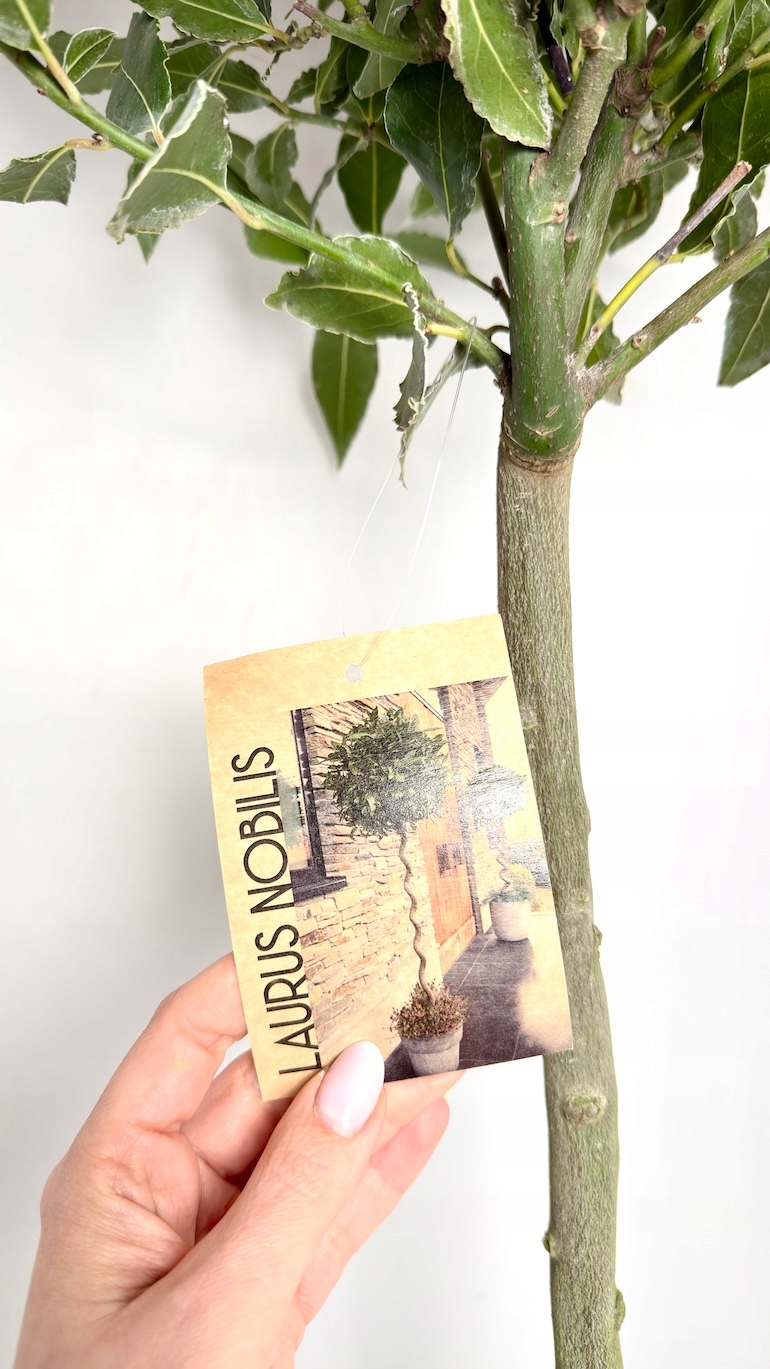 Laurus nobilis drzewko 25/110 cm