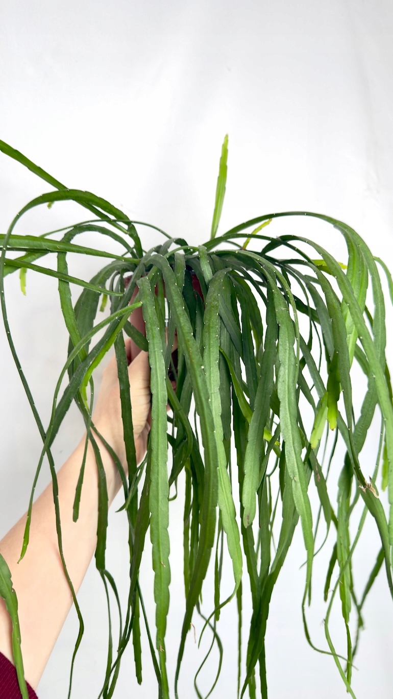 Lepismium bolivianum