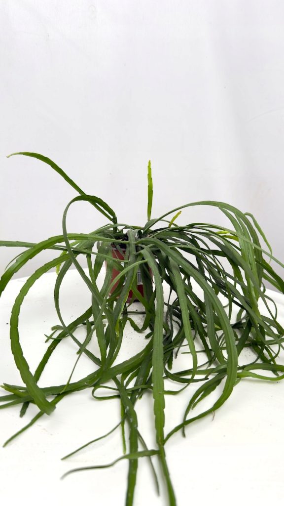 Lepismium bolivianom. Pnącze o zielonych, wąskich pędach