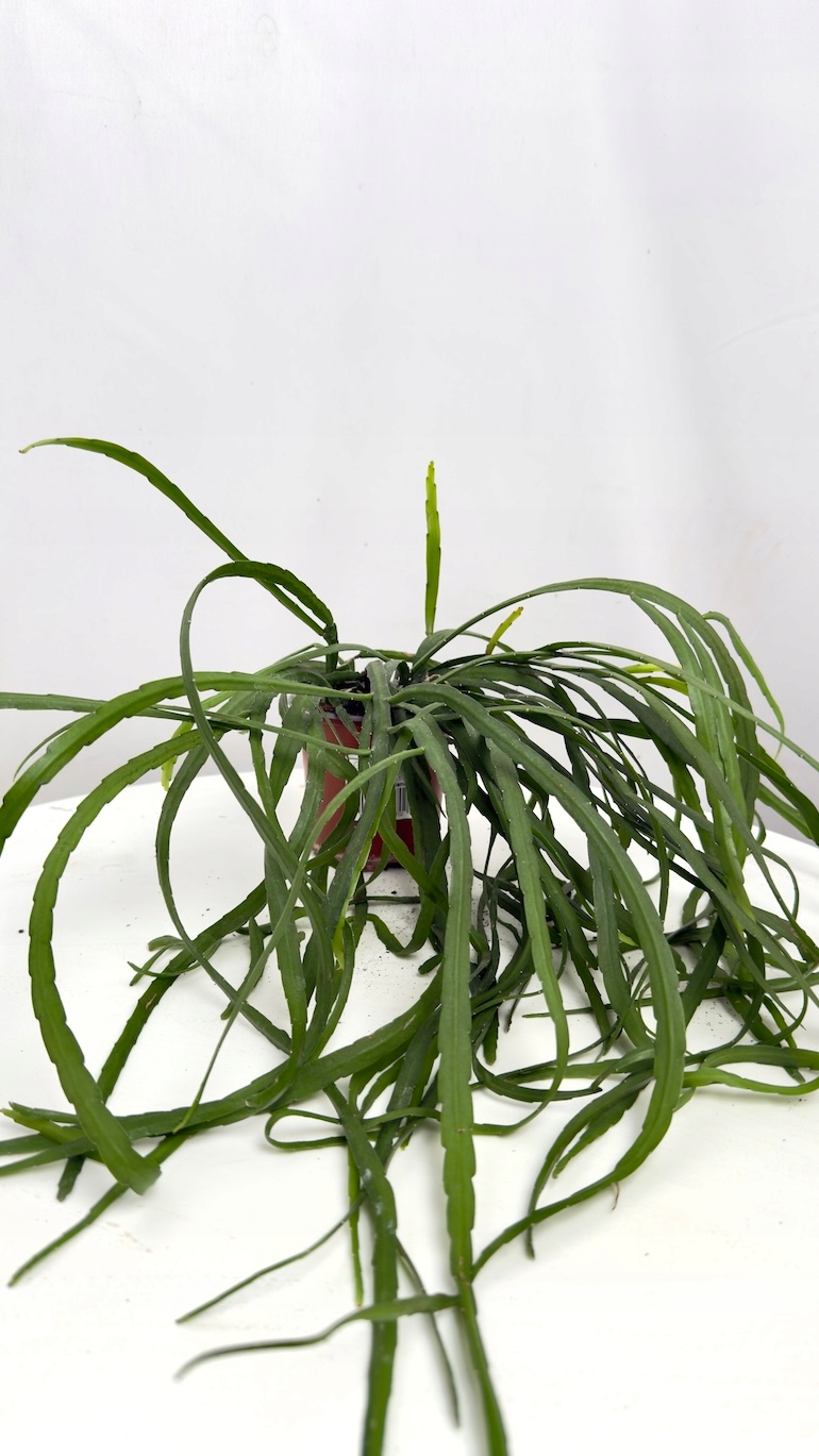 Lepismium bolivianum