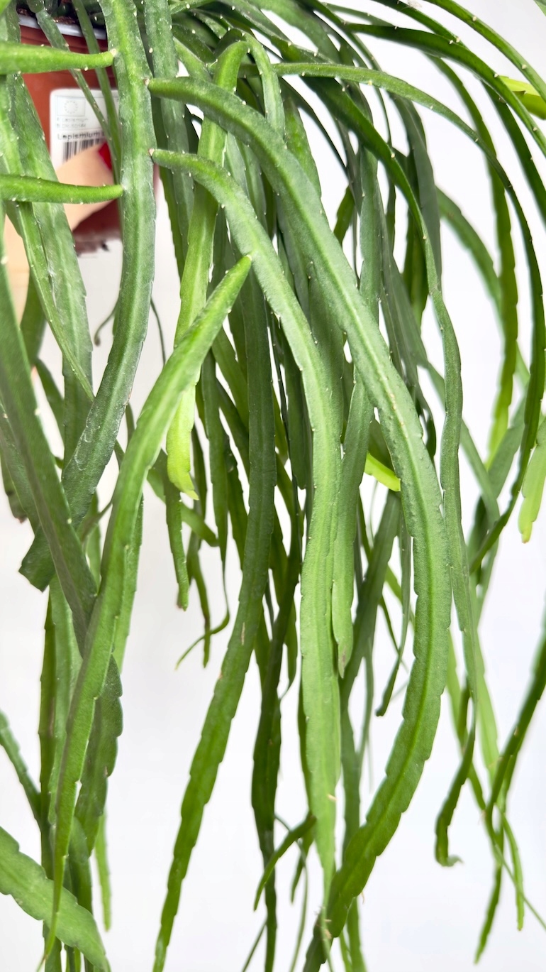 Lepismium bolivianum