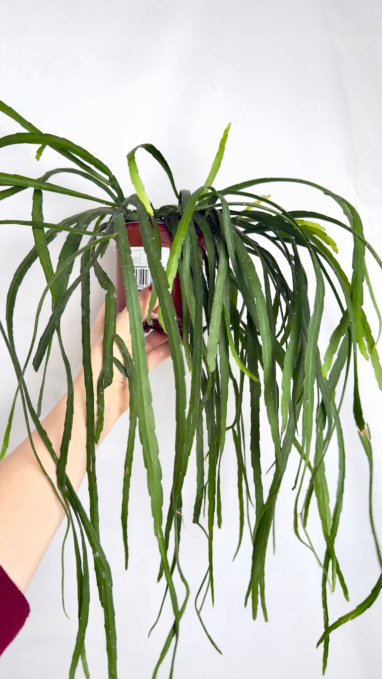 Lepismium bolivianum