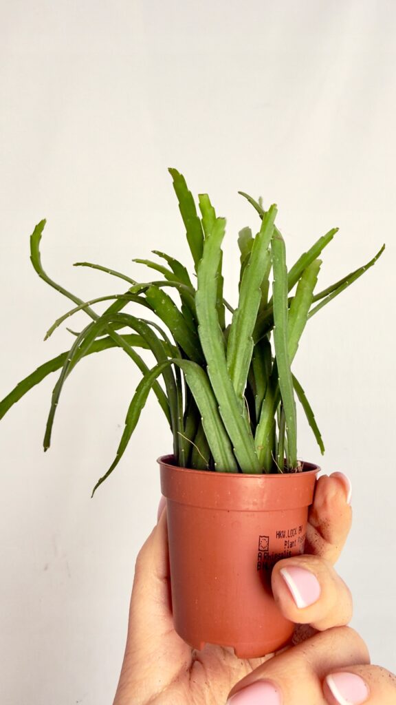 Lepismium bolivianum – zwisający kaktus epifityczny o cienkich pędach w doniczce 5,5 cm.