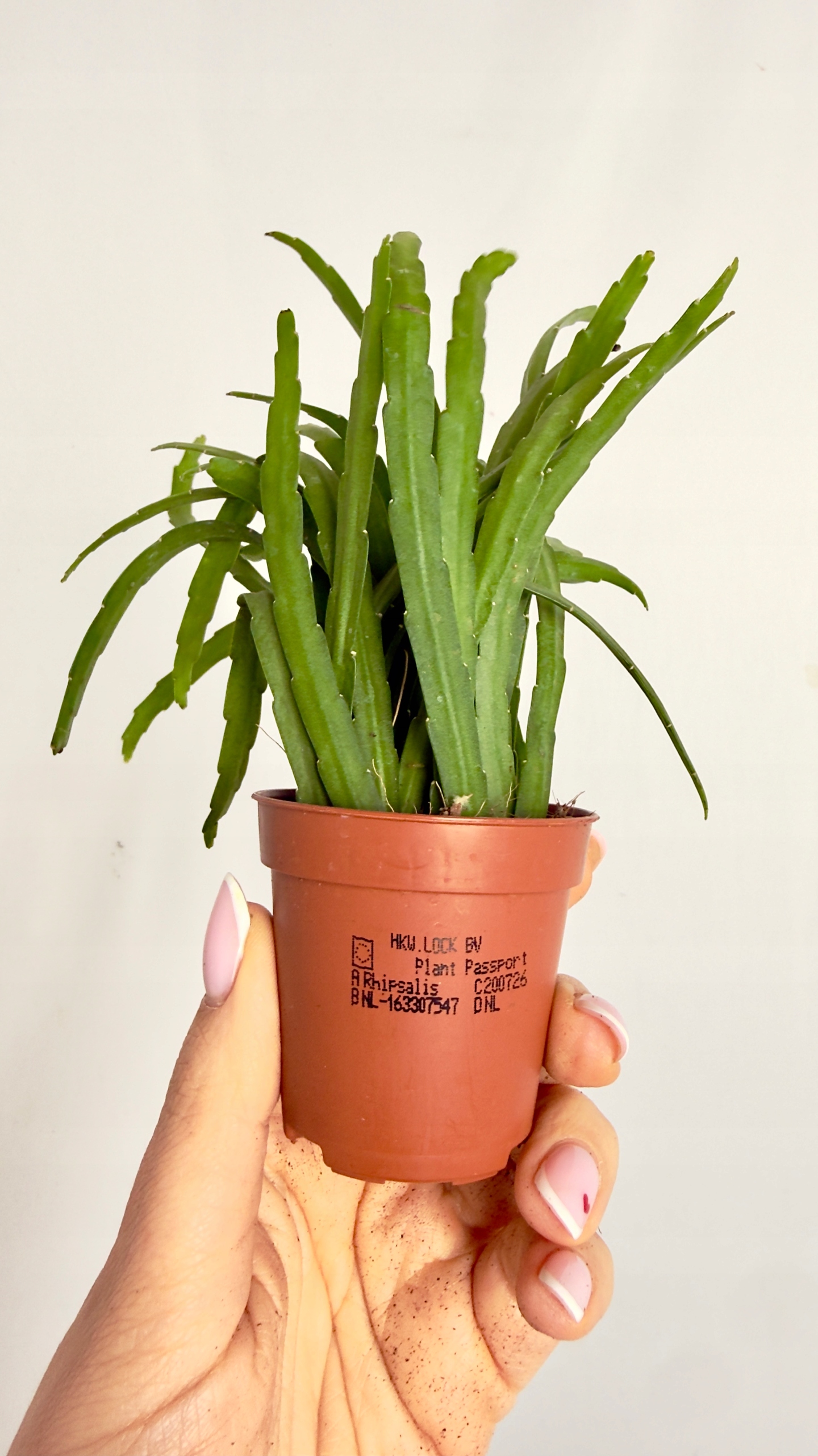 Lepismium bolivianum 5,5/10cm