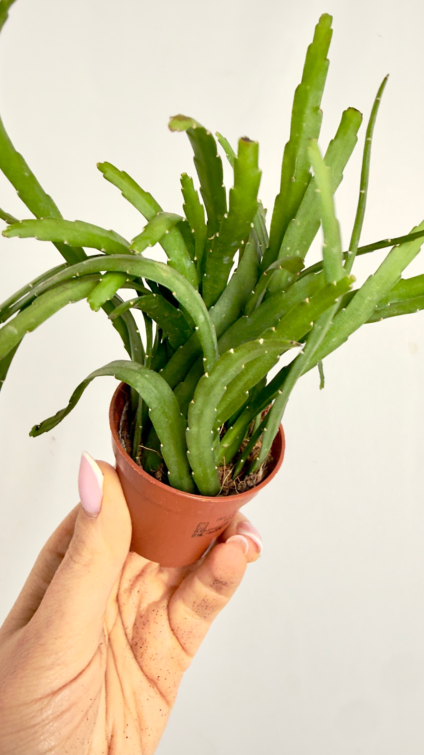 Lepismium bolivianum 5,5/10cm