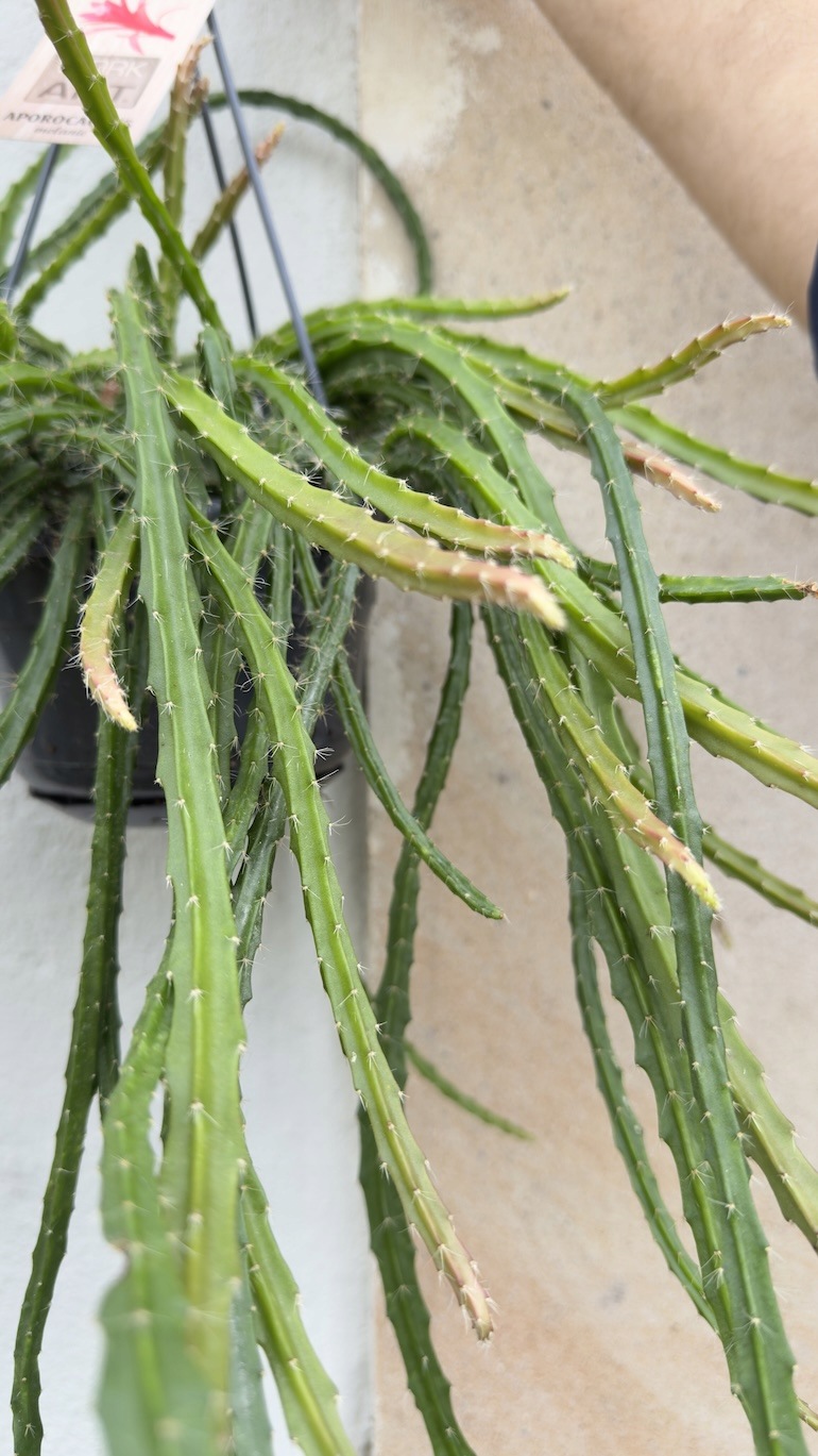 Lepismium cruciforme Red Tip
