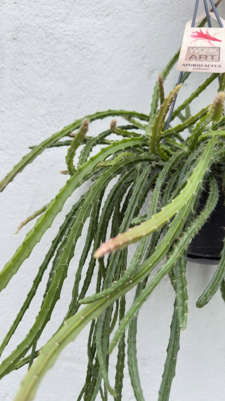 Lepismium cruciforme Red Tip