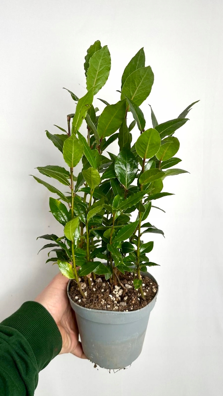 Laurus nobilis Liść laurowy