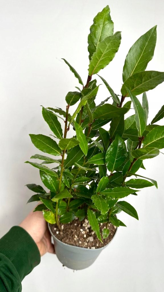 Laurus nobilis – zimozielone drzewko liścia laurowego w doniczce, dekoracyjne do kuchni i wnętrz.