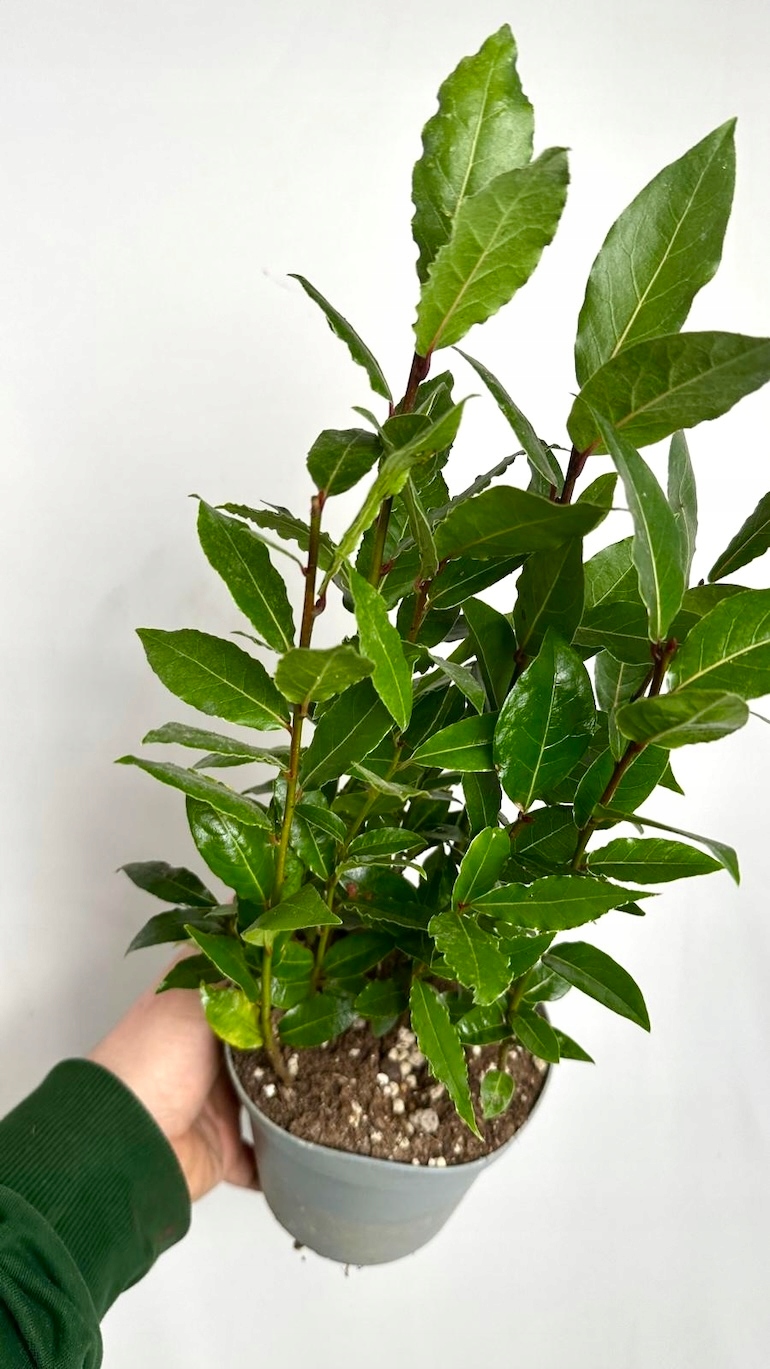 Laurus nobilis Liść laurowy