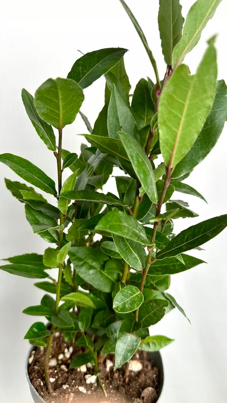 Laurus nobilis Liść laurowy