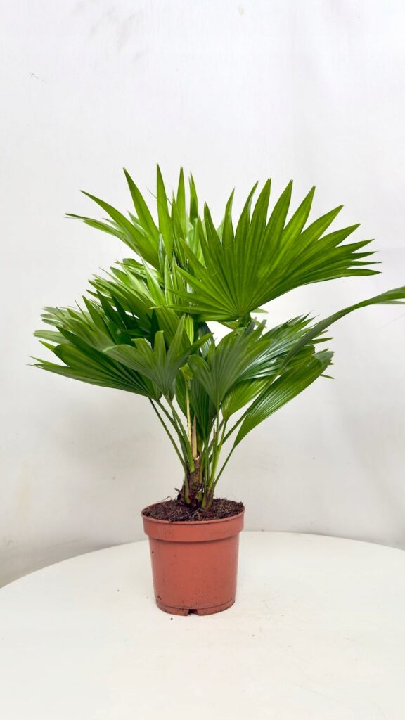 Livistona rotundifolia palma o wachlarzowych zielonych liściach w donicy we wnętrzu