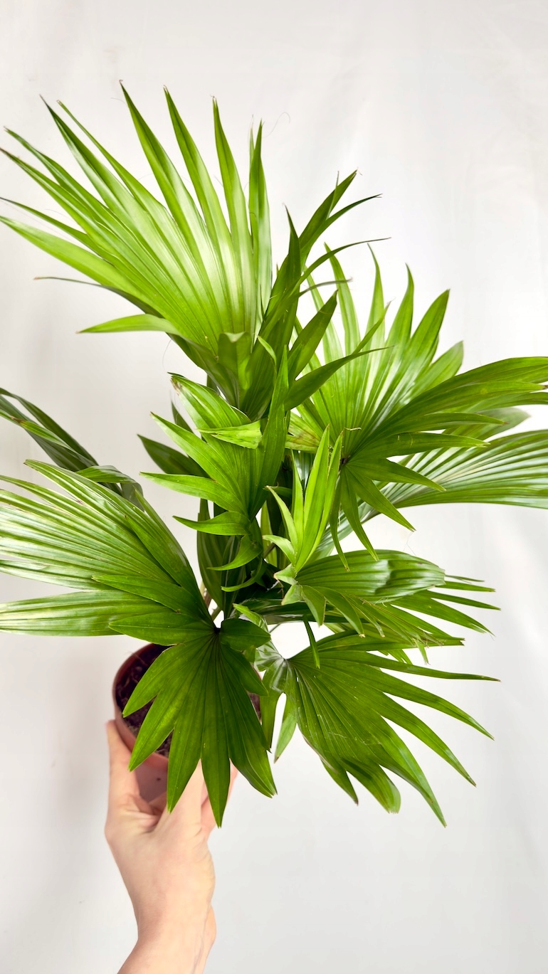 Livistona rotundifolia