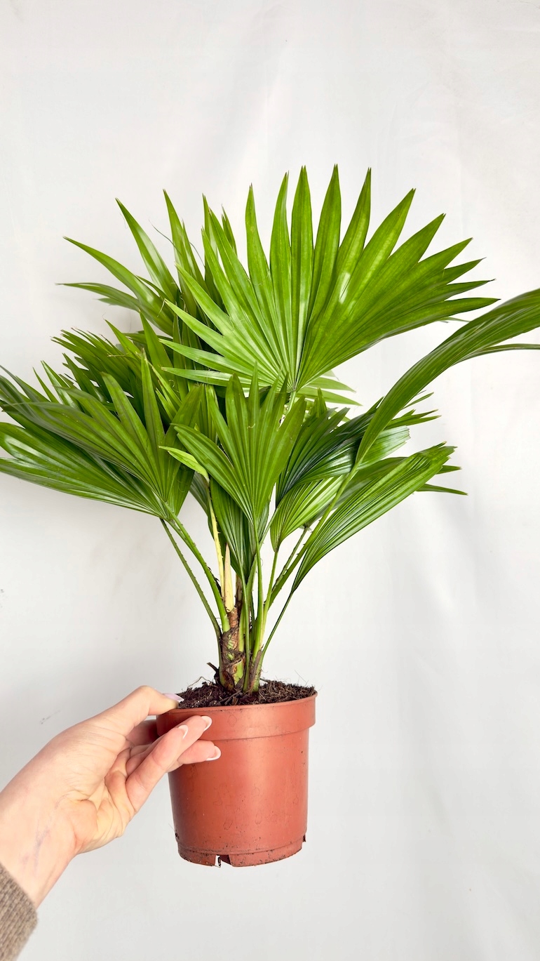 Livistona rotundifolia