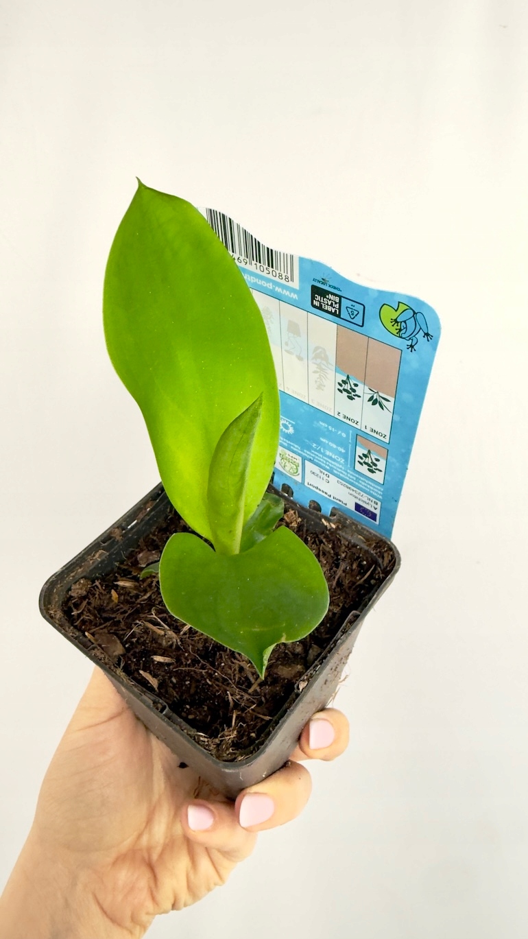 Lysichiton camtschatcensis