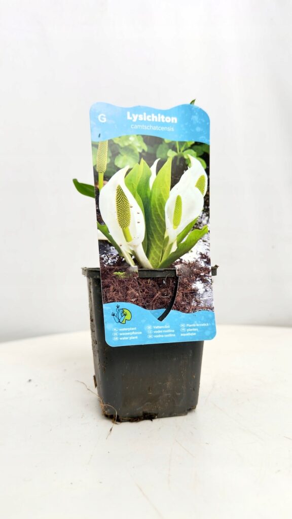 Lysichiton camtschatcensis – tulejnik kamczacki w doniczce, roślina do wilgotnych ogrodów o białych kwiatach.