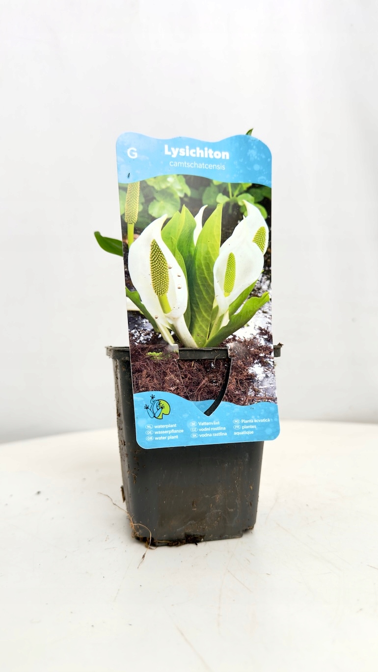 Lysichiton camtschatcensis