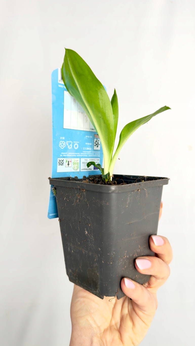 Lysichiton camtschatcensis