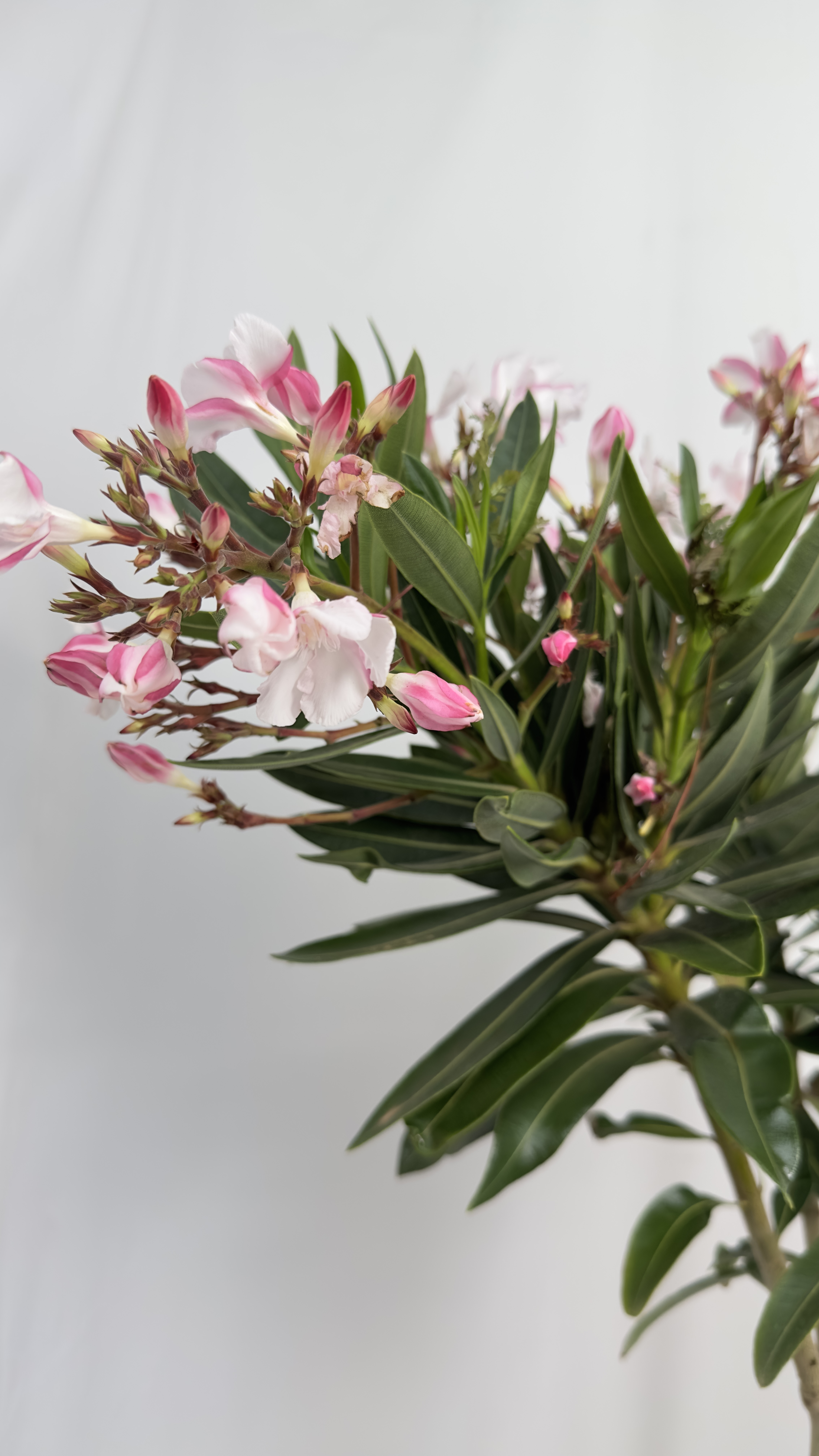Oleander 3 kolory