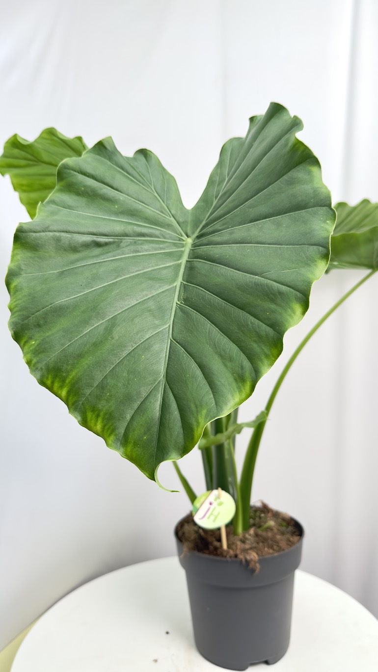 Colocasia esculenta