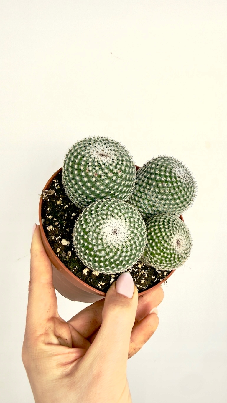 Mammillaria Gracilis