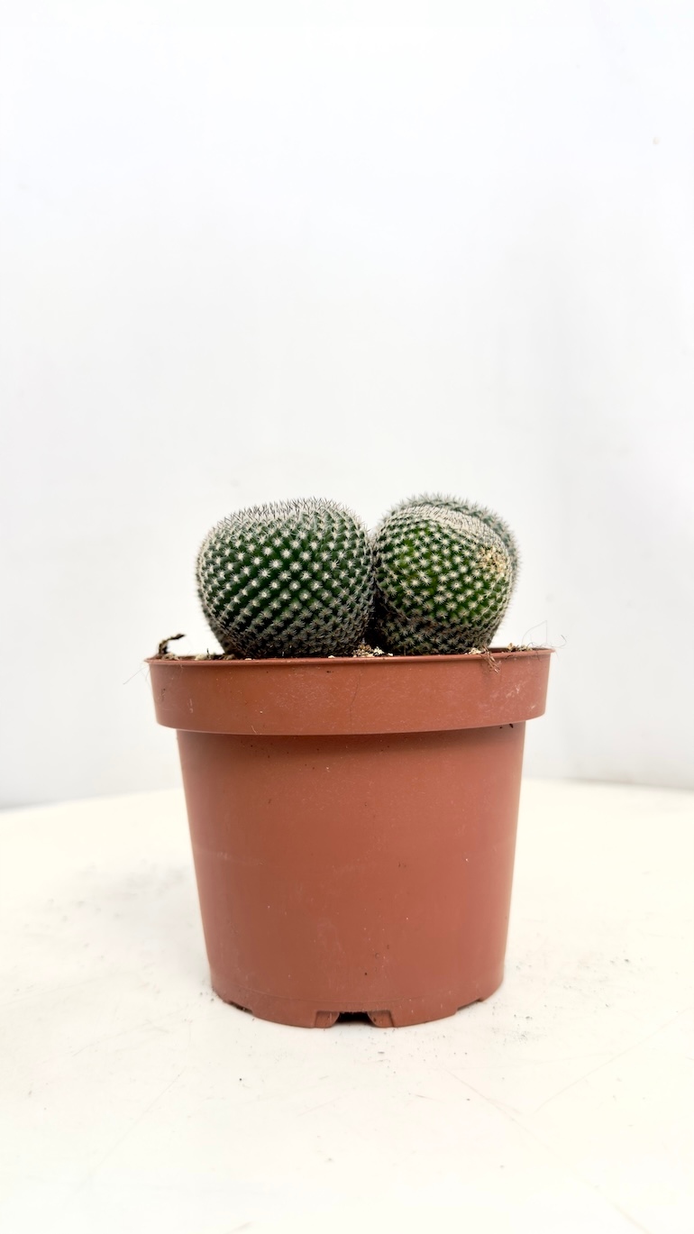 Mammillaria Gracilis