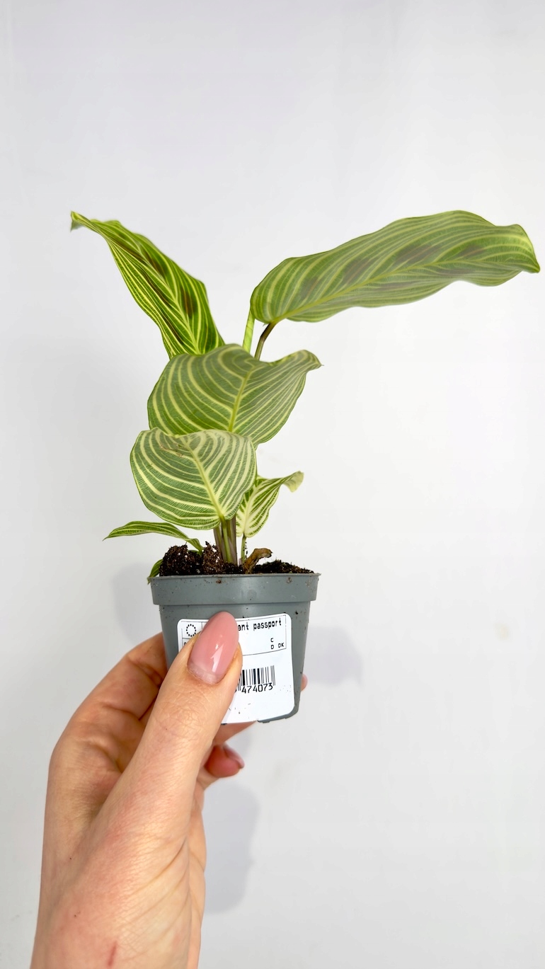 Maranta Leuconeura Fantasy 6/10 cm