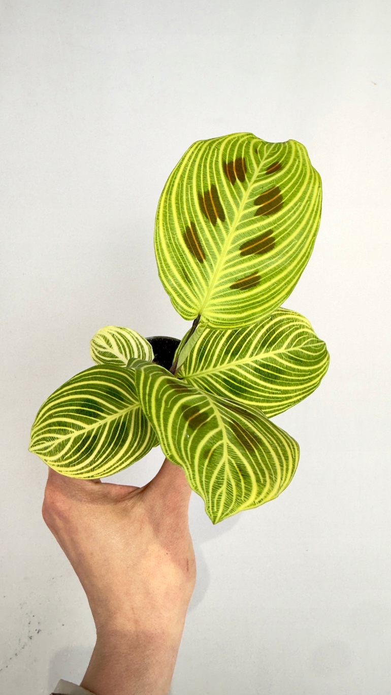 Maranta Leuconeura Fantasy 6/10 cm