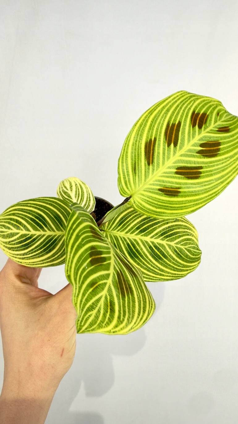 Maranta Leuconeura Fantasy 6/10 cm