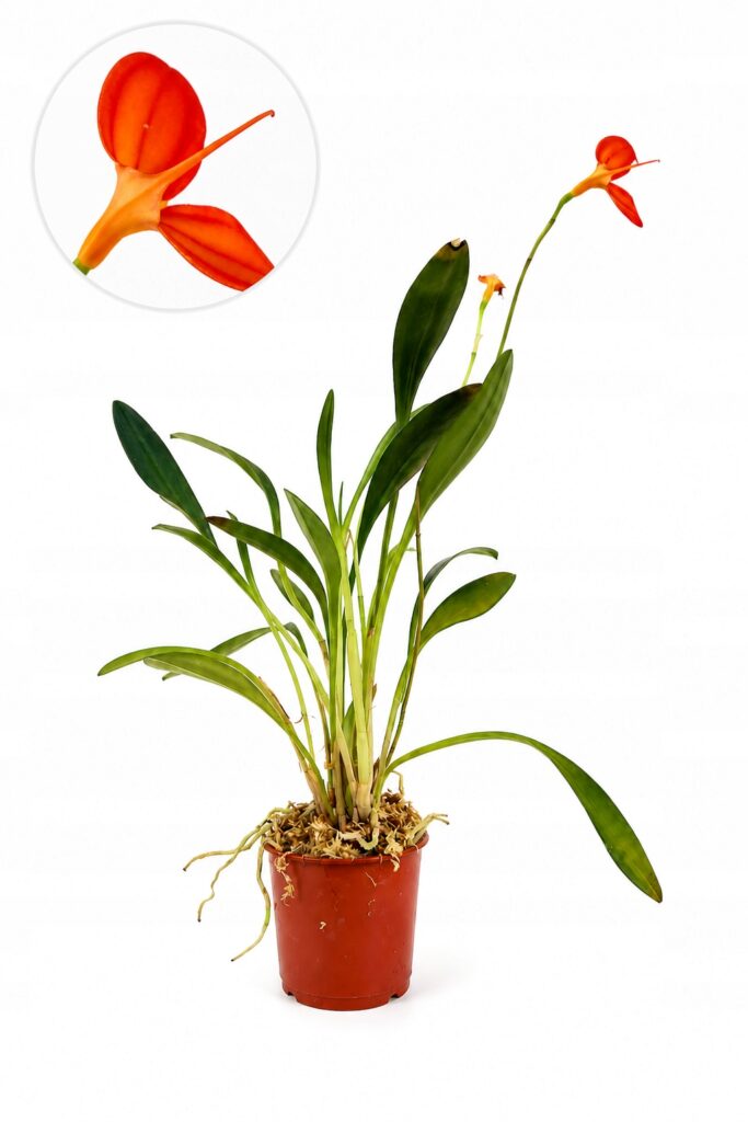 Masdevallia orchidea