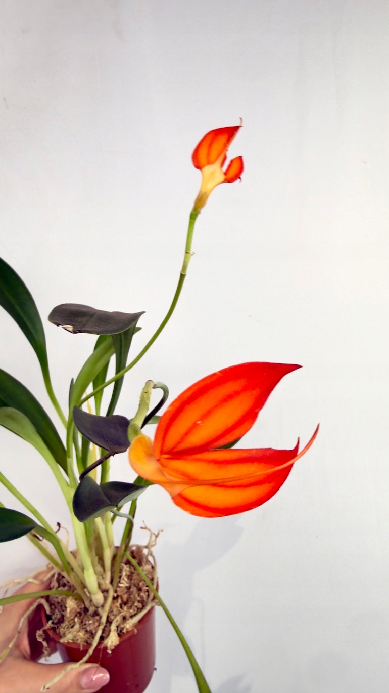 Masdevallia orchidea 9/25 cm