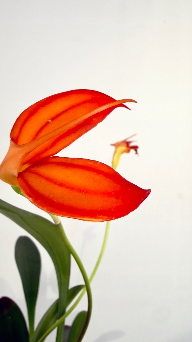 Masdevallia orchidea 9/25 cm