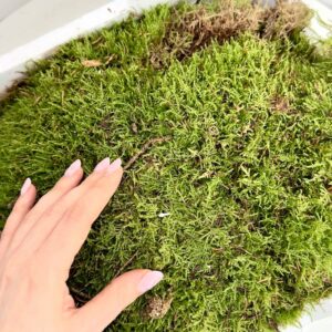 Mech płaski PLATMOS naturalny świeży mech leśny do stroików i aranżacji dekoracyjnych