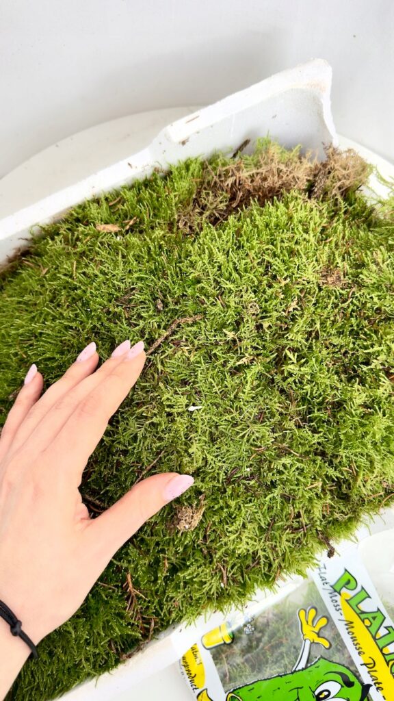 Mech płaski PLATMOS naturalny świeży mech leśny do stroików i aranżacji dekoracyjnych